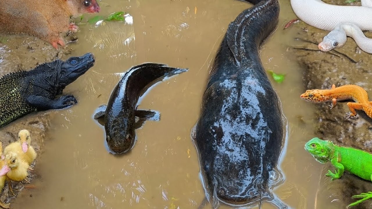 Unexpected! Pulling a Big Catfish from a Hole Full of Fish & Turtles