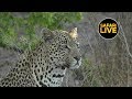 safariLIVE - Sunset Safari - May 28, 2019