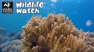 Wildlife Wednesday: What is marine pollution