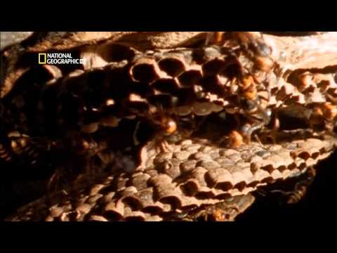 National Geographic Böcek Savaşları
