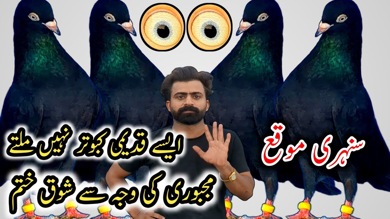 Черный Зак Наяб Кабутар 💯 // Тедди Кабутар // Нили Кабутар // Уникальная установка Лахор