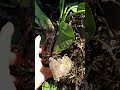 Минус куст бадана! Выживет ли?