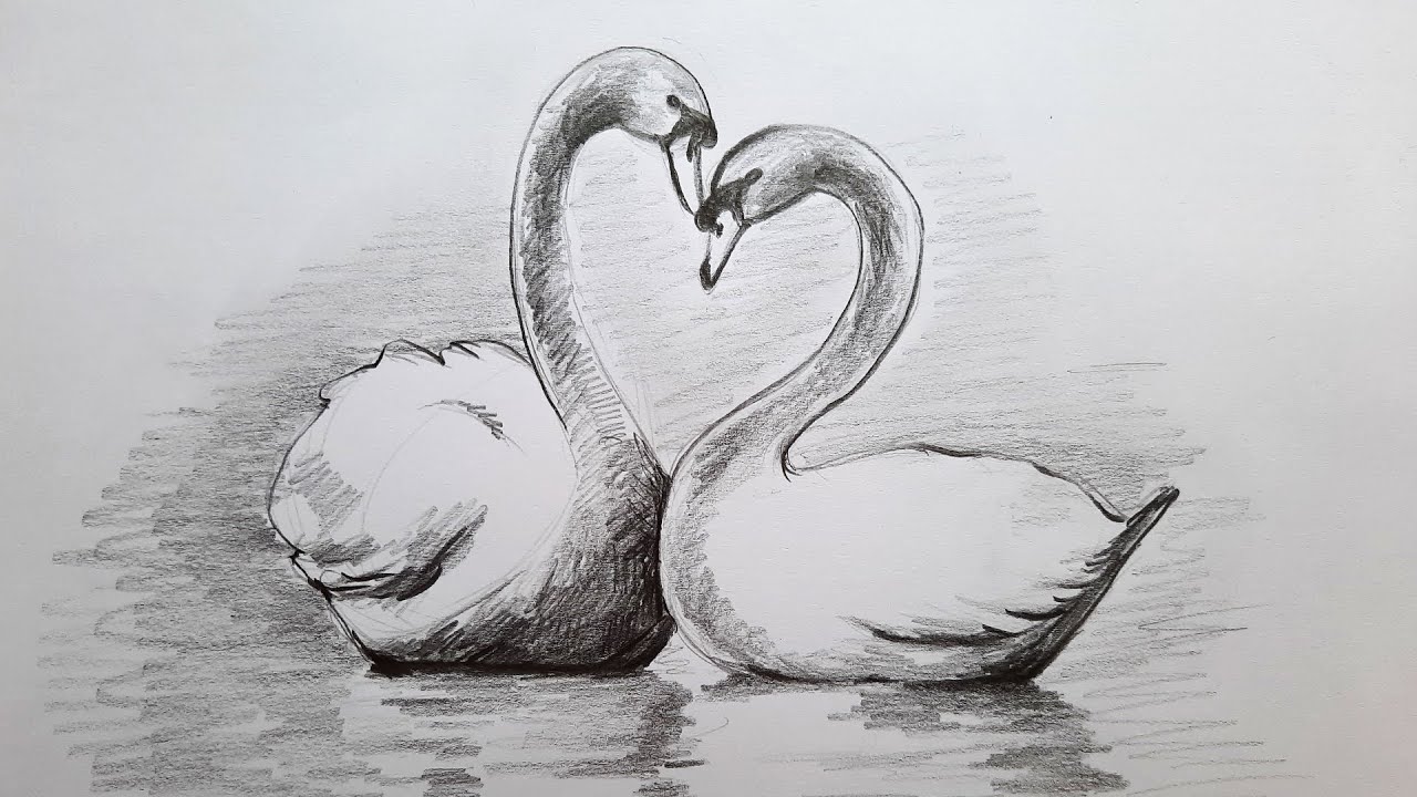 Details 79+ pencil sketch of swan super hot - seven.edu.vn