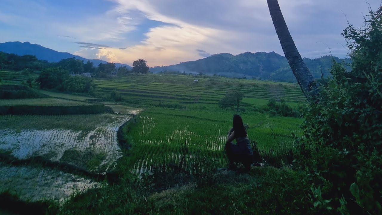Cordon Rice Field RICE FIELD, CORDON ISABELA #home #rice #field #nature #viral #happiness ...