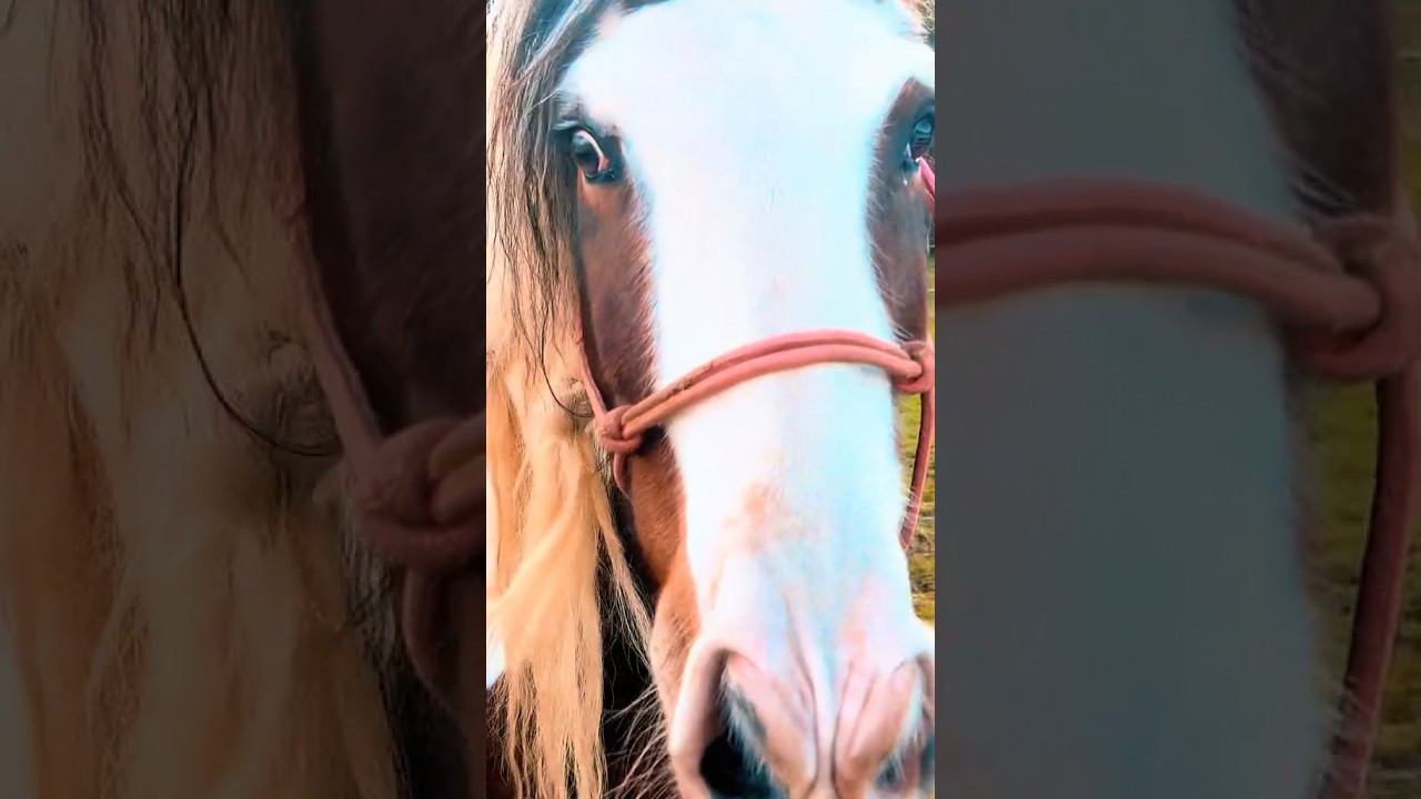 Isn&rsquo;t he lovely, Boujee so magical! #gypsyvanner #equestrianlife #twistedbeanstalk