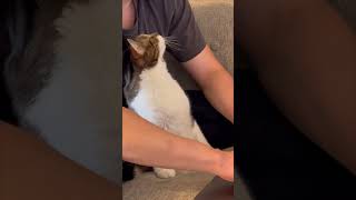 Cat's Fickle Affection Displayed on Camera