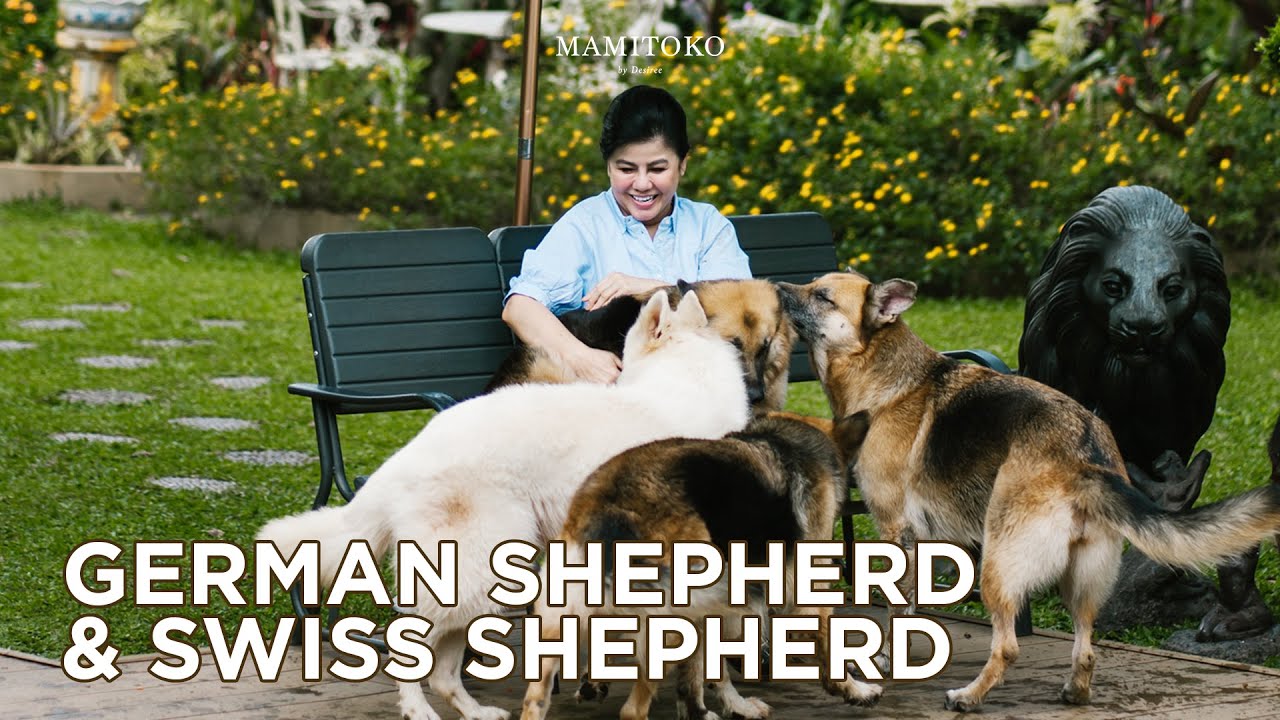 MAMI MAIN AMA ANAK KAKI 4 - German shepherd & Swiss shepherd #Mamitoko