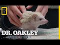 A Hedgehog Check-Up | Dr. Oakley, Yukon Vet