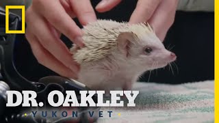 A Hedgehog CheckUp | Dr. Oakley, Yukon Vet