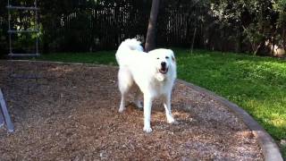 Panda the Great Pyrenees roaming in the playground by Kit Lau 455 views 13 years ago 1 minute, 45 seconds