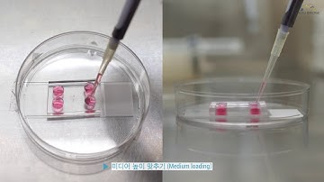 4DBML - Rapid emergence of cancer drug resistance in microfluidic chip