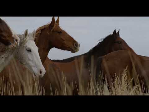In the Company of Wolves - Trailer