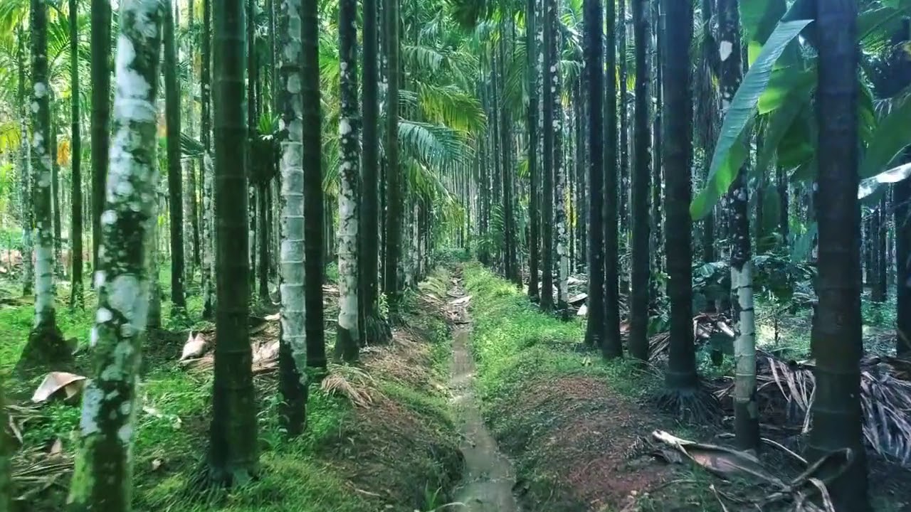 Jungle - FREE STOCK FOOTAGE | No Copyright | Royalty Free Video