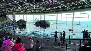 Exploring Shedd Aquarium At Chicago Dolphin Live show.