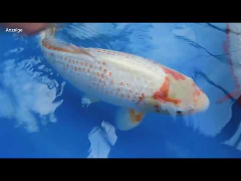 Modern Koi Blog #2725 - Live aus Japan: Joji Konishi bewertet Ginrin Asagi