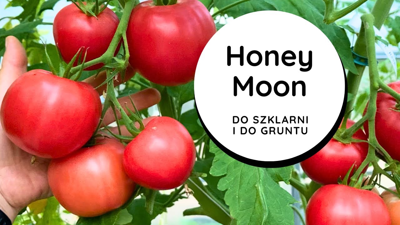 👉🍅POSADŹ GO, a nie pożałujesz‼️ HONEY MOON mój FAWORYT wśród pomidorów. Do szklarni, gruntu IDEALNY😍