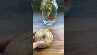 Kres kres bengkoang #asmr #satisfying #asmrsounds