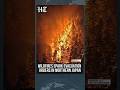 Japan Wildfire News | Wildfires Spark Evacuation Orders In Northern Japan | #shorts