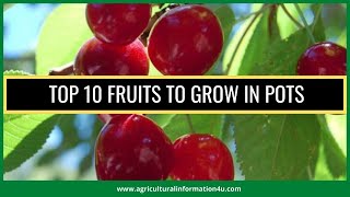 Top 10 Fruits to Grow in Pots and Containers | Best Fruit Trees to Grow in Pots Top 10 Fruit Trees For Containers Or Pot