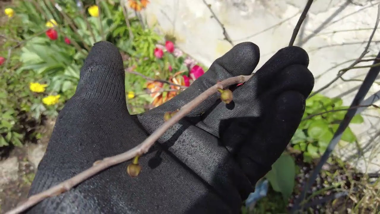 Indianerbanane nach Frost: Hat sie den Winter überstanden?