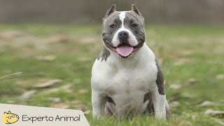 El perro american bully