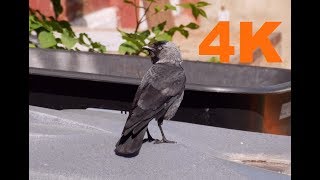 Jackdaw Bird Panasonic G85 Clip High Quality - 4K UHD