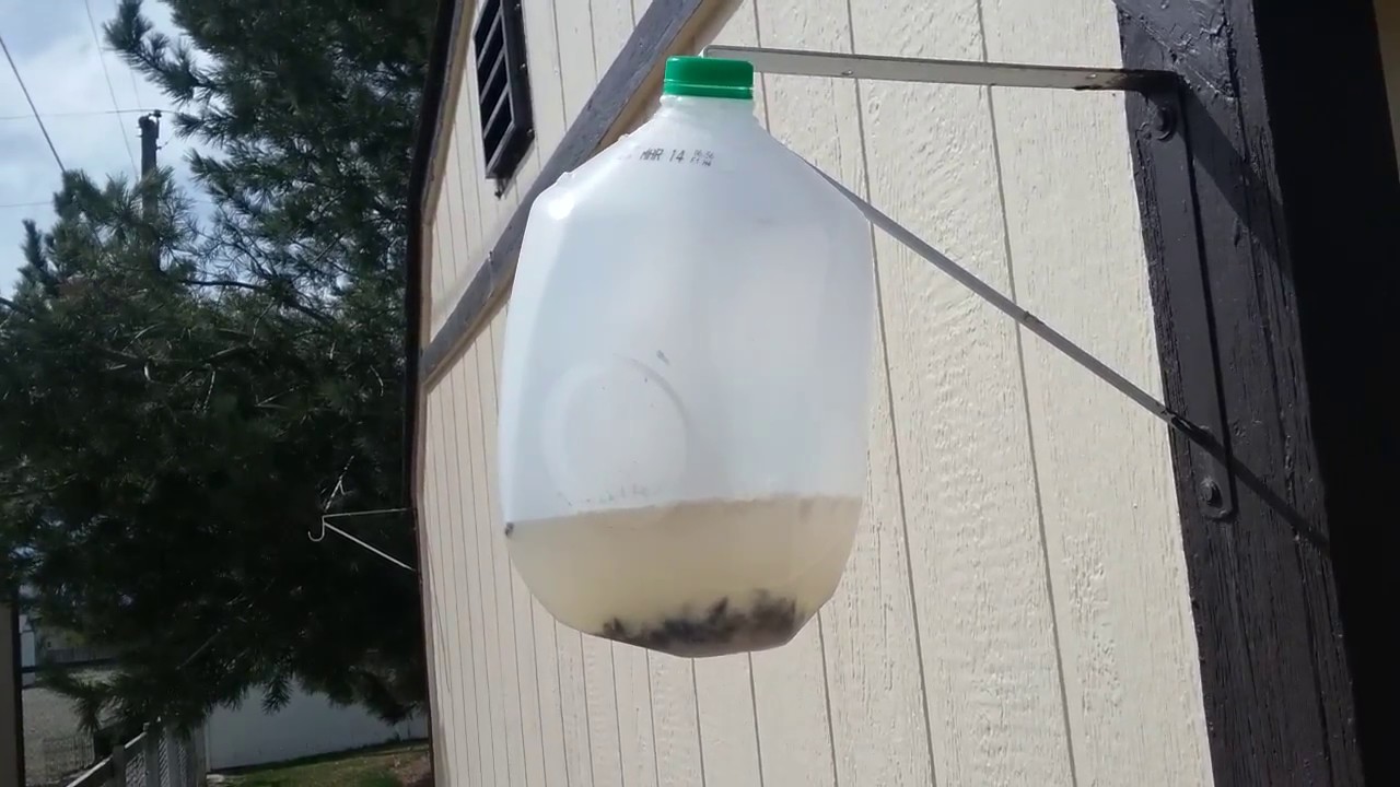 How To Make the Easiest Fly Trap From a Milk Jug 