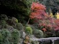 三宅八幡宮の池とまわりの紅葉