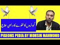 Kabootar ka lakwa kaise thik kare desi ilaj  kabootar bazi  pigeons pedia  urdu