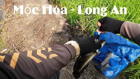 CÂU CÁ LÓC - HẦM CÂY DƯƠNG// MỘC HÓA LONG AN
