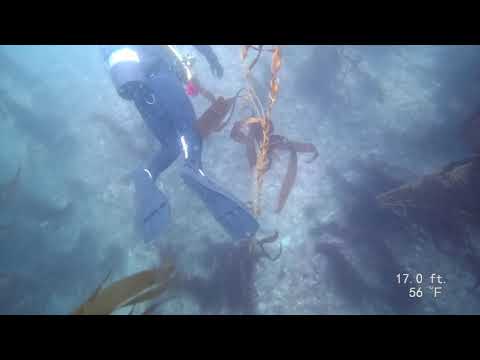 Diving at Santa