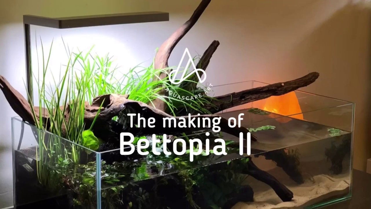 Aquascape Ideas How to set up Pond style Aquarium low cost, low tech, no CO2! YouTube