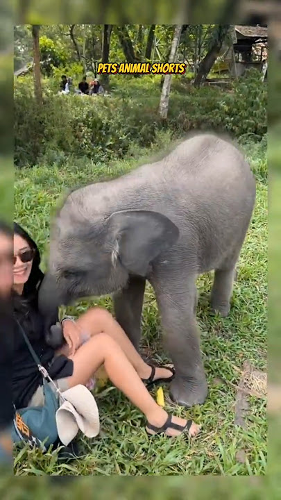 Nisa Anak Gajah Lucu 🥰 #short #animals #cute #gajah