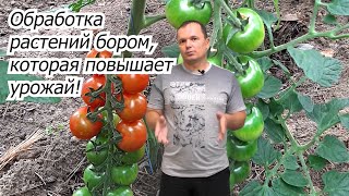 Когда и как обработать растения бором для повышения урожая.