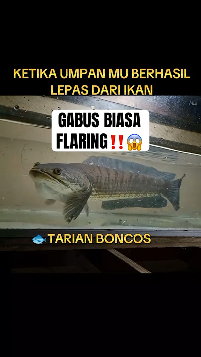 ikan channa striata flaring galak‼️😱 #channa #beranda #snakehead #maru #ikan #limbata #channatoman