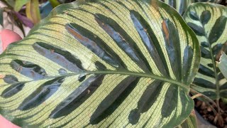 Acompanhe esse show da “calathea” “maranta tricolor” “jiboia” “begônia“