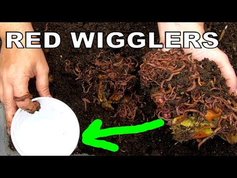 Red Wigglers Worm Farm New Bin