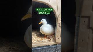 Can’t wait for summer activities!! 🦆 #SummerLoadingWithYoutube #Ducks #Animals #Pets #Summer
