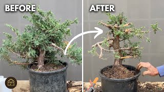 Juniper Bonsai Forest: Adding Another Tree to My Giant Forest Project by Bonsai Heirloom 5,213 views 2 weeks ago 18 minutes
