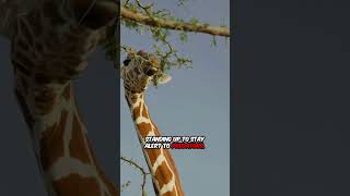 Giraffes' Sleep Secrets Revealed