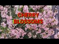 CHERRY BLOSSOMS || Sun yat-sen park| TAIPIE