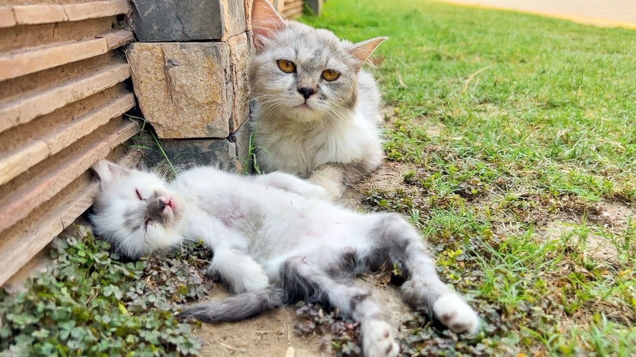 Together they reached a safe corner where silence turned into peace.