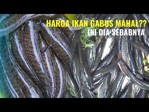 HARGA IKAN GABUS - MENENTUKAN HARGA IKAN KONSUMSI TIAP DAERAH DI INDONESIA