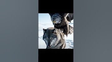 EAGLE vs WOLF The Ultimate Apex Predator Battle #wildlife #eagle