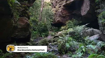 Sounds of nature: Blue Mountains National Park