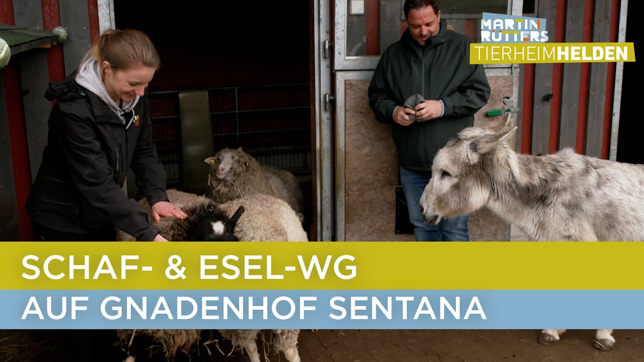 Eine ganz besondere Wohngemeinschaft auf dem Gnadenhof Sentana 🐑 | Martin Rütters Tierheimhelden