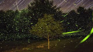 Time Lapse & Fireflies 2019