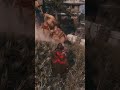 Sekiro funny #sekiroshadowsdietwice #viralshort #viralvideo #sekirobossfight  #redxstream #viral