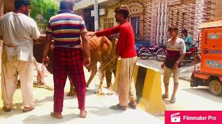 Cow Qurbani l Eid ul Azha l 2021 l Dangerous cow