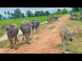 Peaceful Life of Buffalo in Rural Asia | Countryside Animal Story | #Buffalo #Countryside